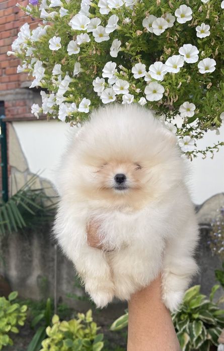 Померан мини