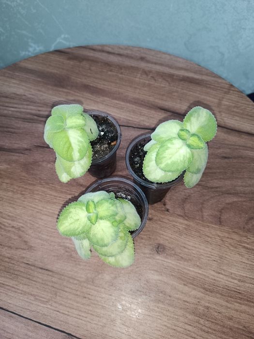 Плектрантус Golden rufles