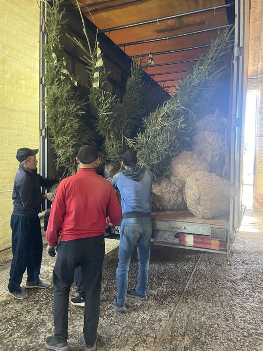 Ели зеленые, ели голубые