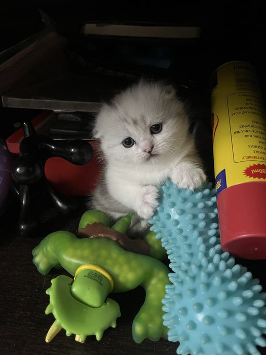 Котята породистые