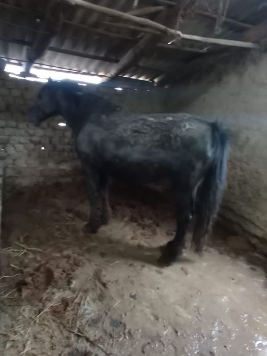 Жылкы конина согым