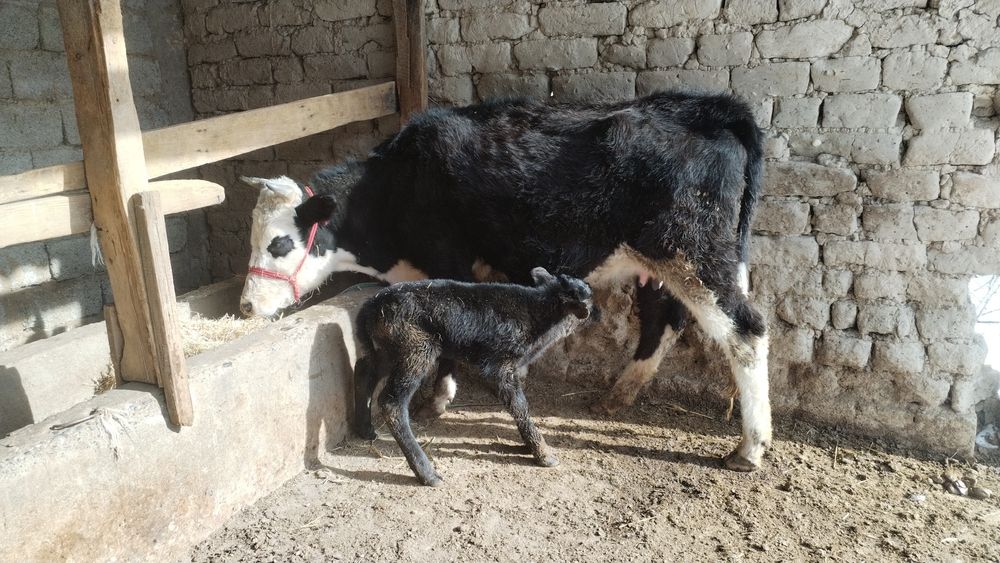 1 ші тума 2 жасар құнажын