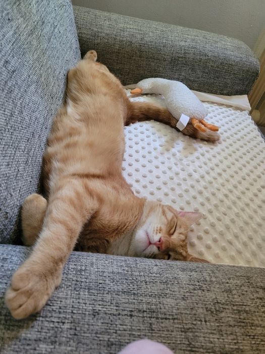 Кот ищет любящую семью