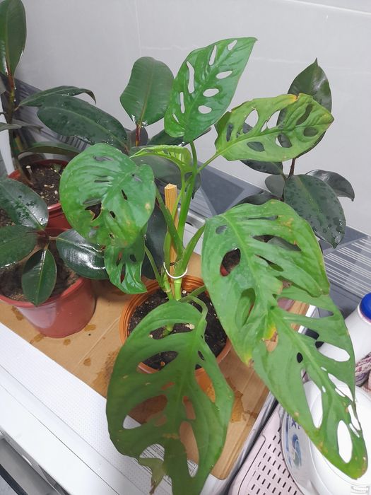 Монстера Monstera Mankey 40 ming so'm Tez o'syapti yangi barglari chiq