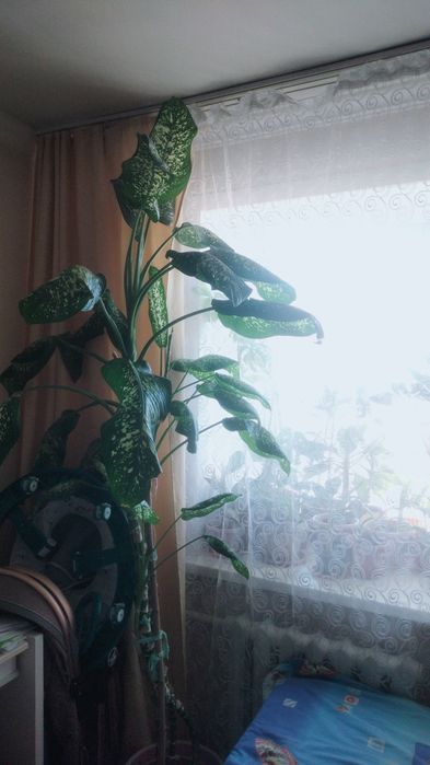 Продам цветы метровые и 2.5 метра