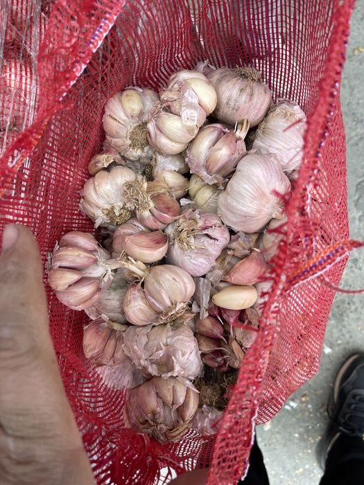 Samanta de lucerna usturoi pentru plantat si arpagic