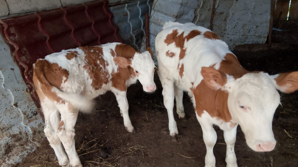 un bou balțat și o vițea belgian de vanzare