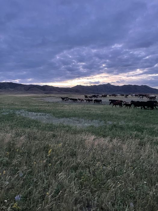 Фазенда, крестянское хозяйство.ТОРГ