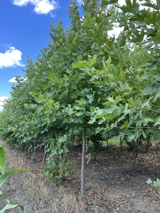 Platanus Acerifolia/ Platatn