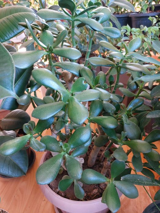 Комнатные цветы и растения