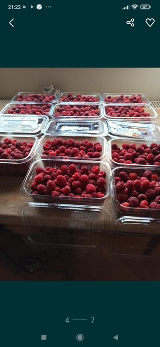 Zmeură bio anul 2025.