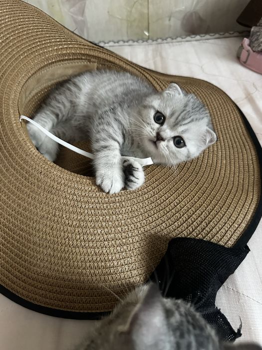 Продам шотладских котят