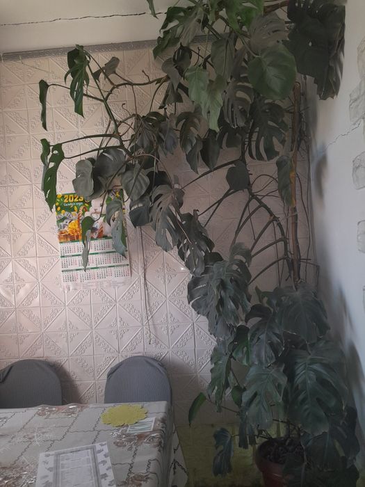 Монстера домашний цветок