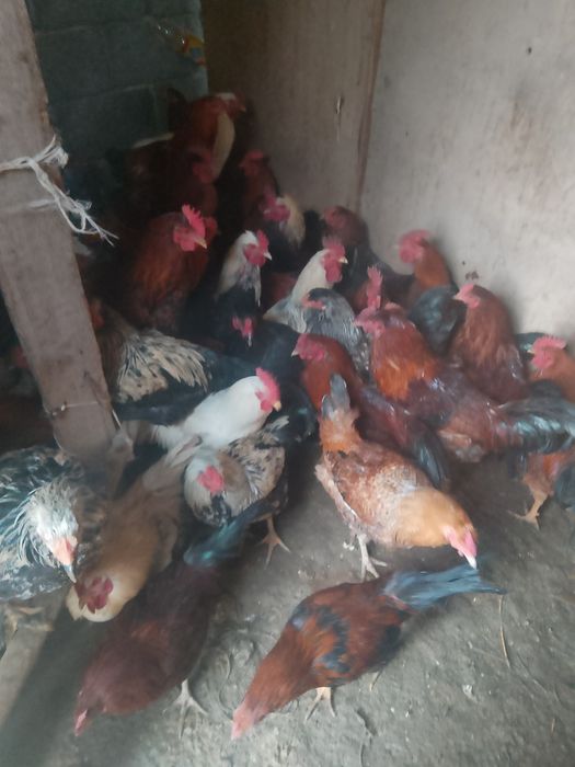 Осы тауыктар сатылады