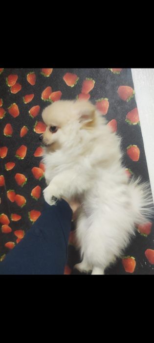 Продам щенка шпица