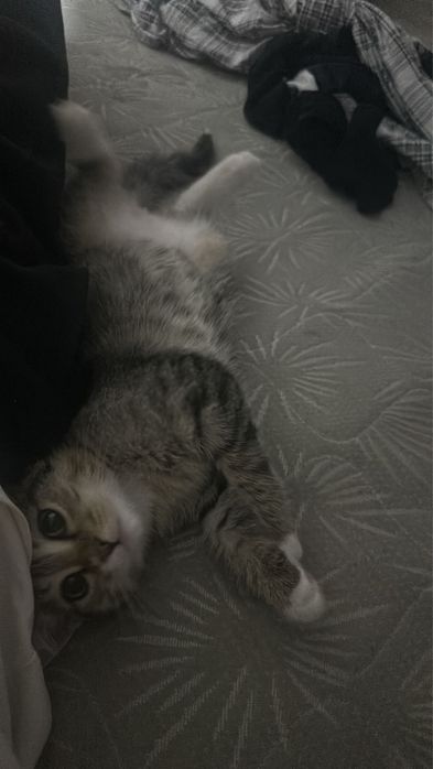 Отдам прикольную кошечку)