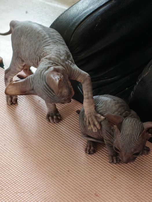 Котята донской сфинкс