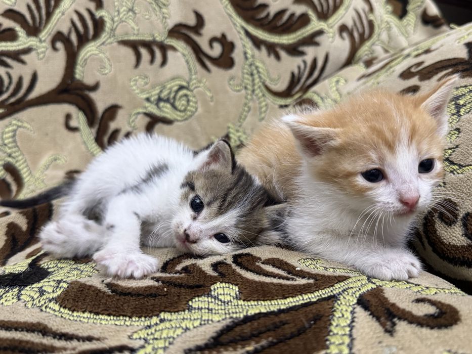 Ласковые котятя (2 месяца)