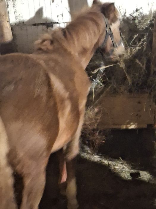 Mànza de vânzare sau shimb