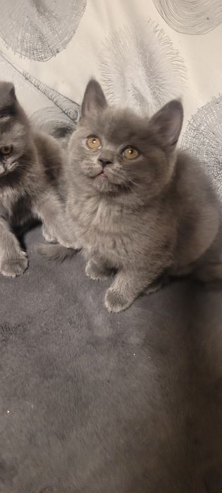 Британски котенца