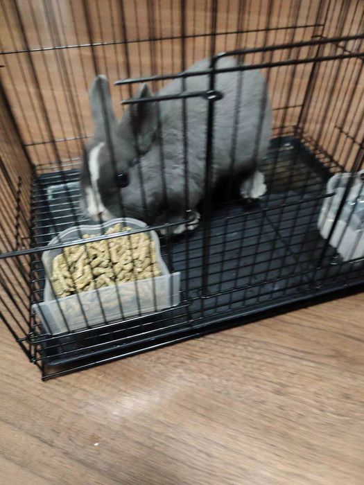 Продаю кролика декоративного