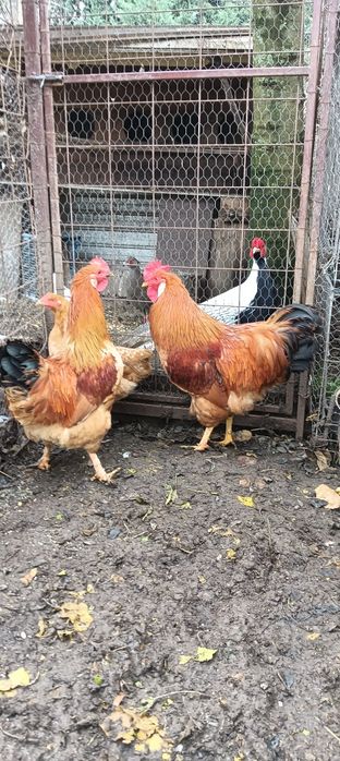 Cocoși tineret 2025