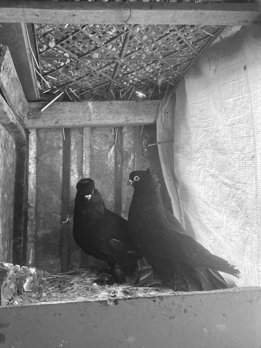 Жук голуби пара