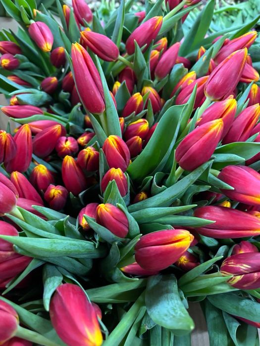 Тюльпаны Петропавловск