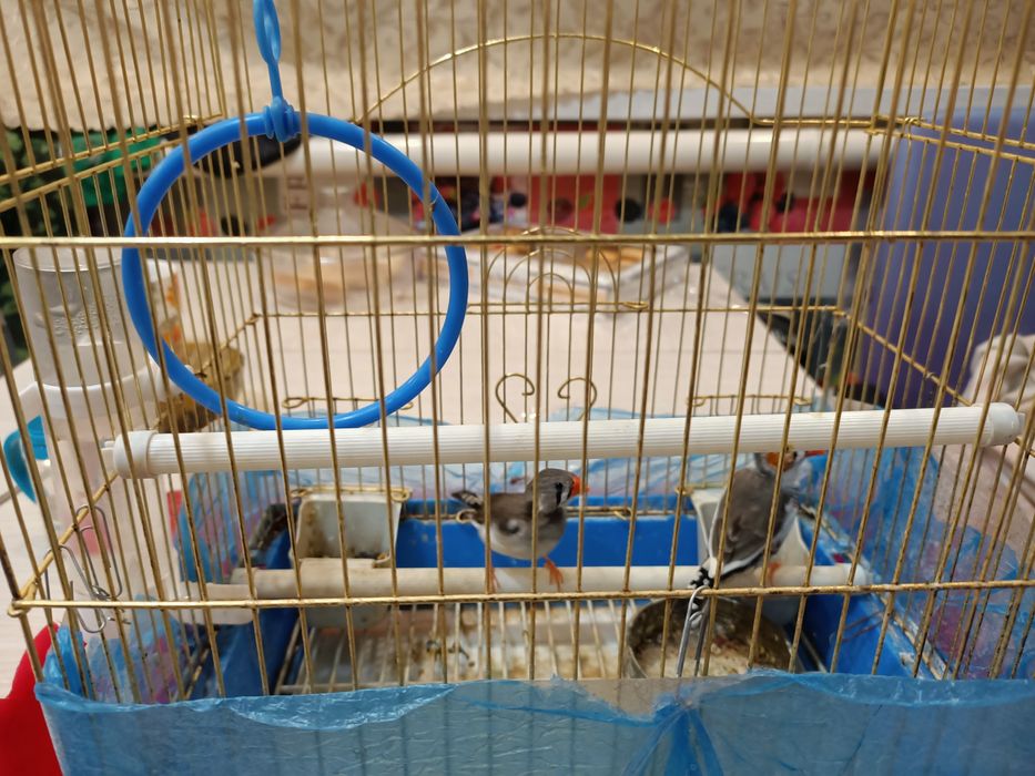 Продам птичек амадин