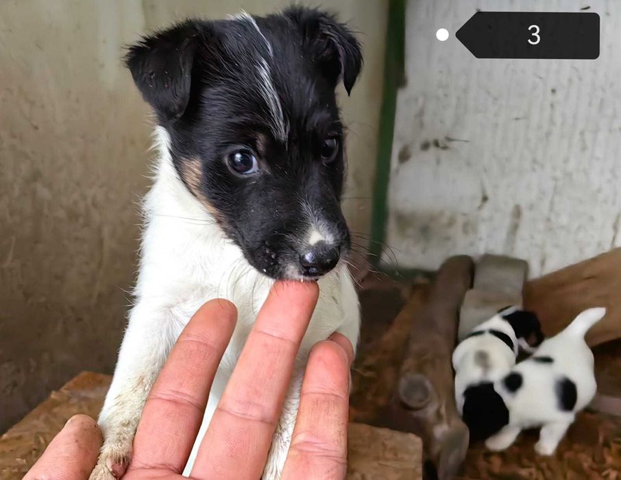 Catel Fox Terrier, rasa pura, foarte inteligent