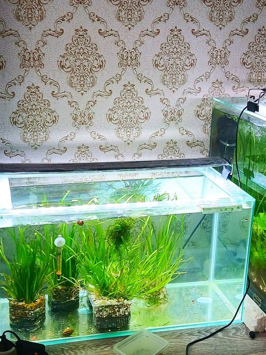 Продам гуппи мальки, креветки