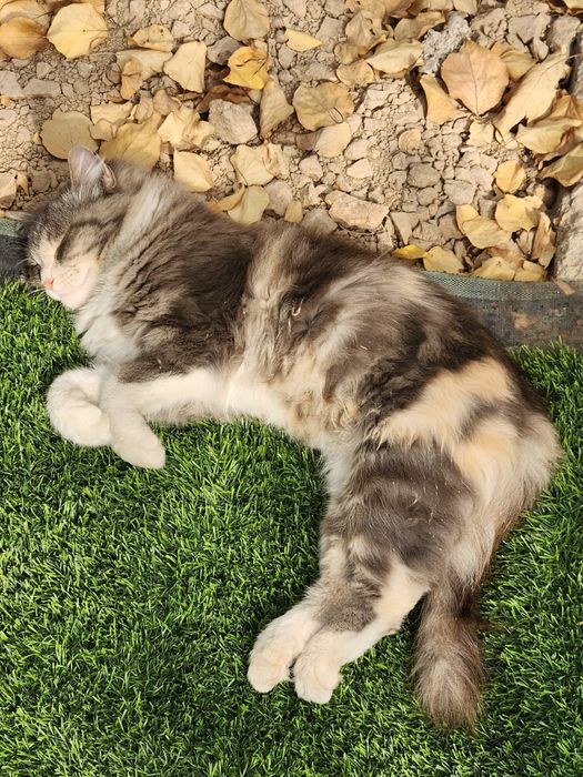 Пропала кошка серо-бежево-белого цвета!