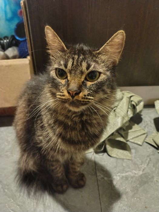 Отдам полумейкунов