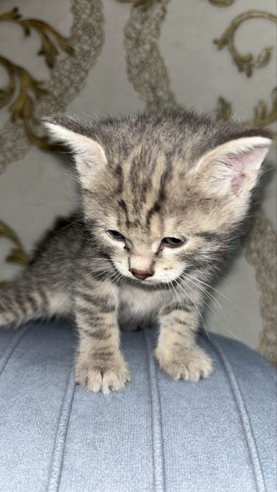 котята в хорошие руки