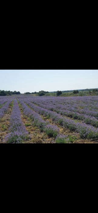 Продава се Земеделски имот в с. Тъжа, Област Стара Загора -  кв.м за 1785 €/дка - Снимка #6