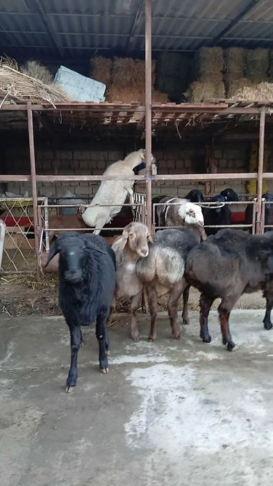 Qozi qochqorlar sotiladi