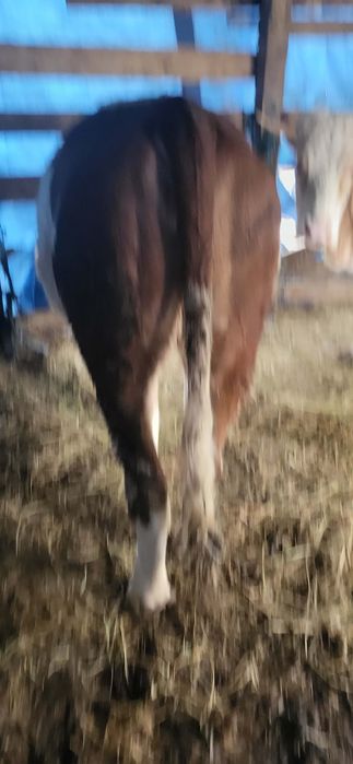 Vaci cu vitel de vânzare