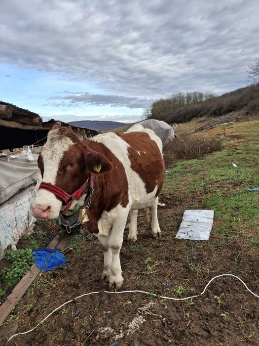 Vând junincă bălțată germană