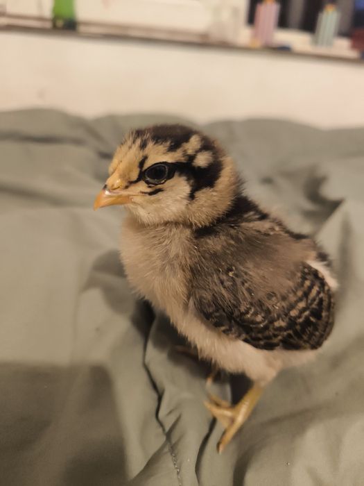 Araucana și barboase