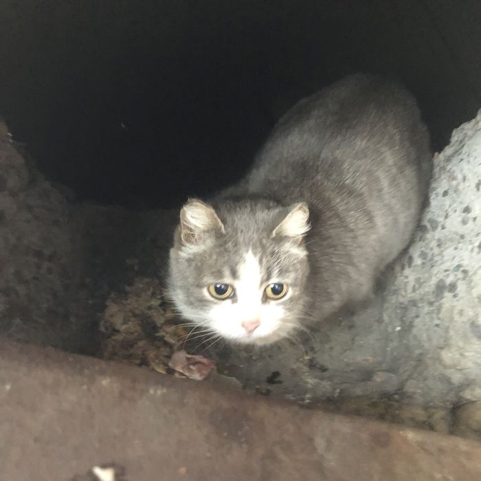 Бездомные животные .