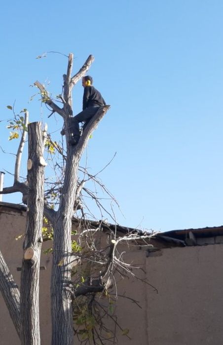 Daraxt kesish xizmati penzi pela kesish