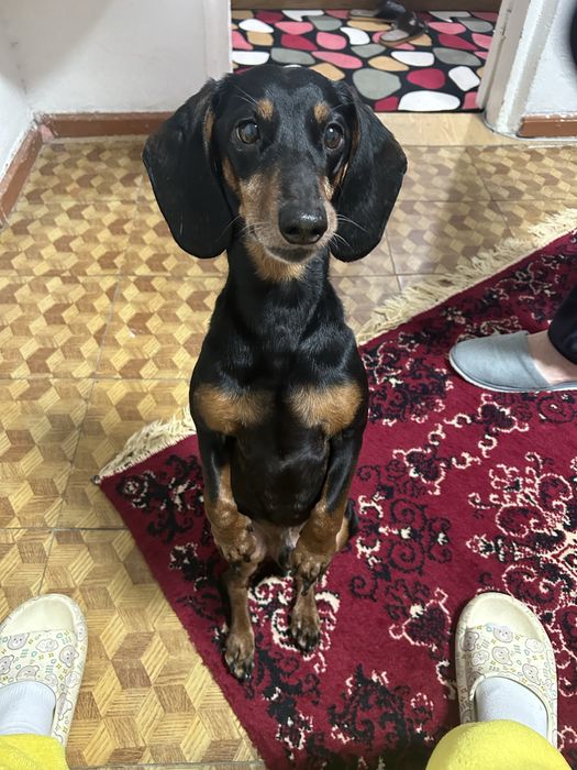 Такса, отдам в хорошие руки