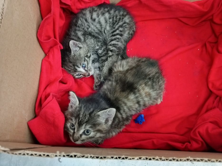 Отдам красивых котят