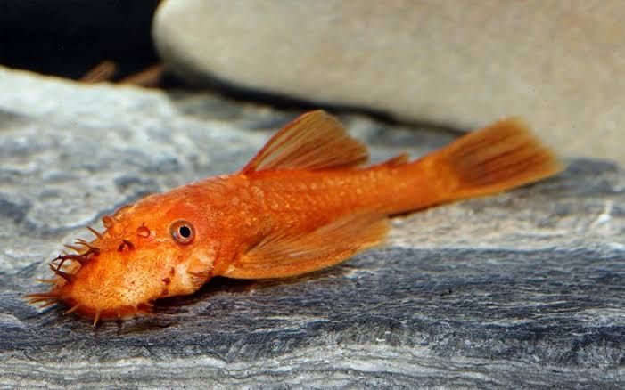 Анциструс Супер Ред