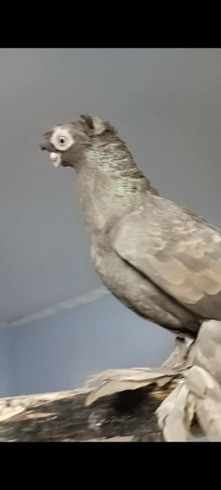 На продажу голубь