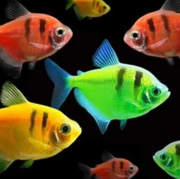 Рыбки разноцветные