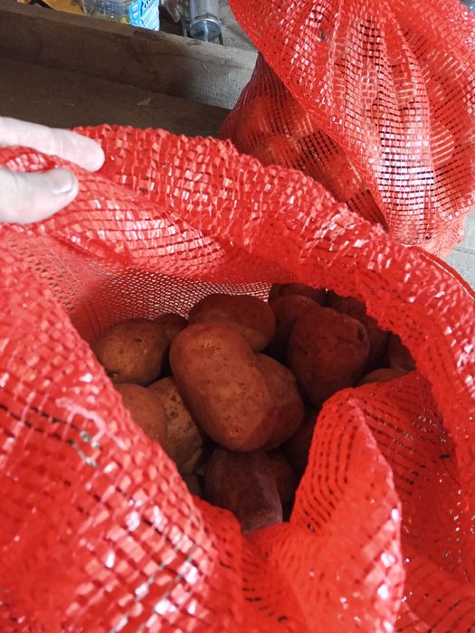 Картошка сорт Галла