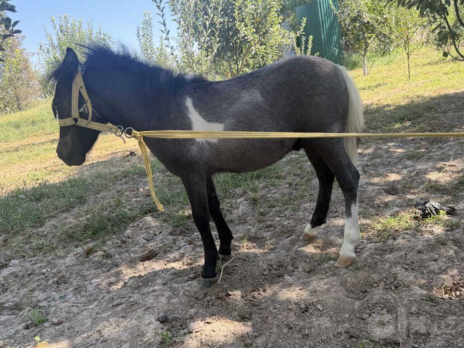 Poni ot bolasi sotiladi sog’lom