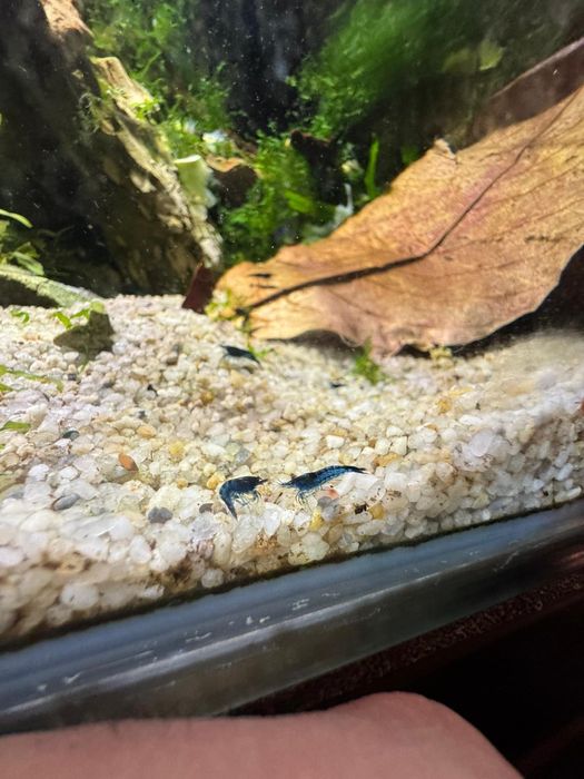 Creveti blue dream neocaridina acvariu