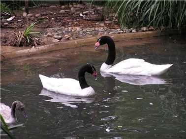 Vând Rațe exotice, de ornament, lebede, gâște